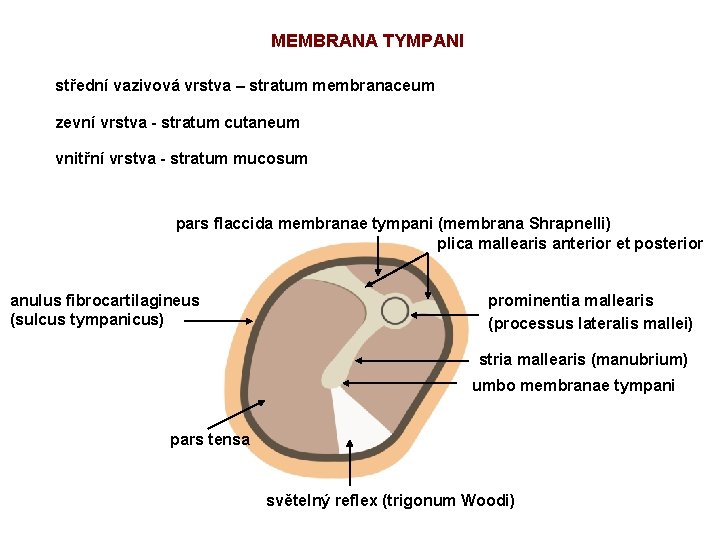 MEMBRANA TYMPANI střední vazivová vrstva – stratum membranaceum zevní vrstva - stratum cutaneum vnitřní