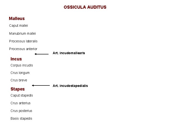 OSSICULA AUDITUS Malleus Caput mallei Manubrium mallei Processus lateralis Processus anterior Art. incudomallearis Incus