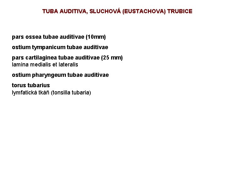 TUBA AUDITIVA, SLUCHOVÁ (EUSTACHOVA) TRUBICE pars ossea tubae auditivae (10 mm) ostium tympanicum tubae