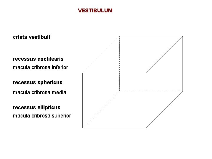 VESTIBULUM crista vestibuli recessus cochlearis macula cribrosa inferior recessus sphericus macula cribrosa media recessus