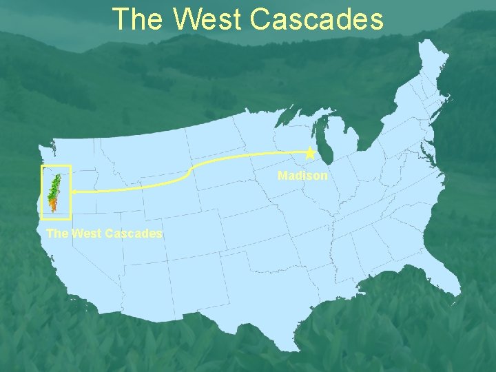 The West Cascades Madison The West Cascades 