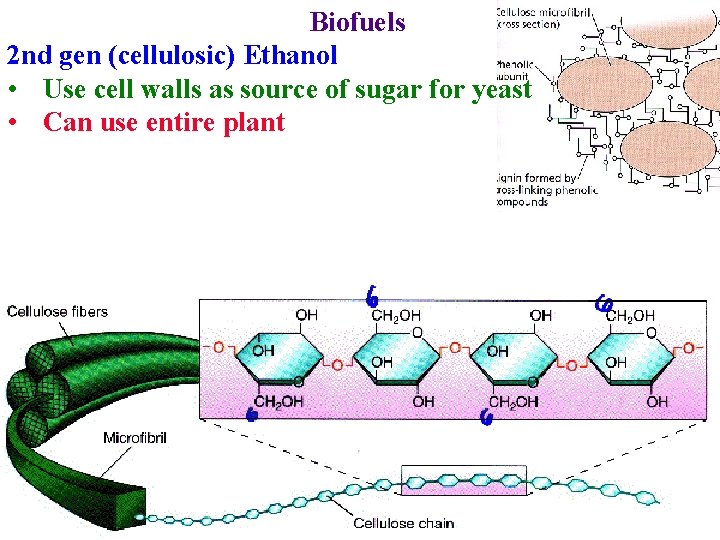 Biofuels 2 nd gen (cellulosic) Ethanol • Use cell walls as source of sugar