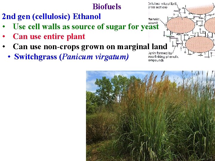 Biofuels 2 nd gen (cellulosic) Ethanol • Use cell walls as source of sugar