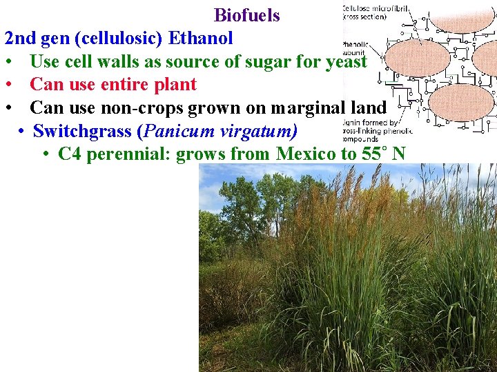 Biofuels 2 nd gen (cellulosic) Ethanol • Use cell walls as source of sugar