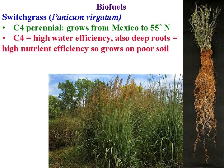 Biofuels Switchgrass (Panicum virgatum) • C 4 perennial: grows from Mexico to 55˚ N