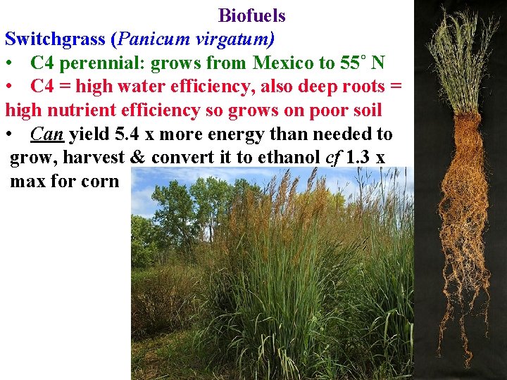 Biofuels Switchgrass (Panicum virgatum) • C 4 perennial: grows from Mexico to 55˚ N