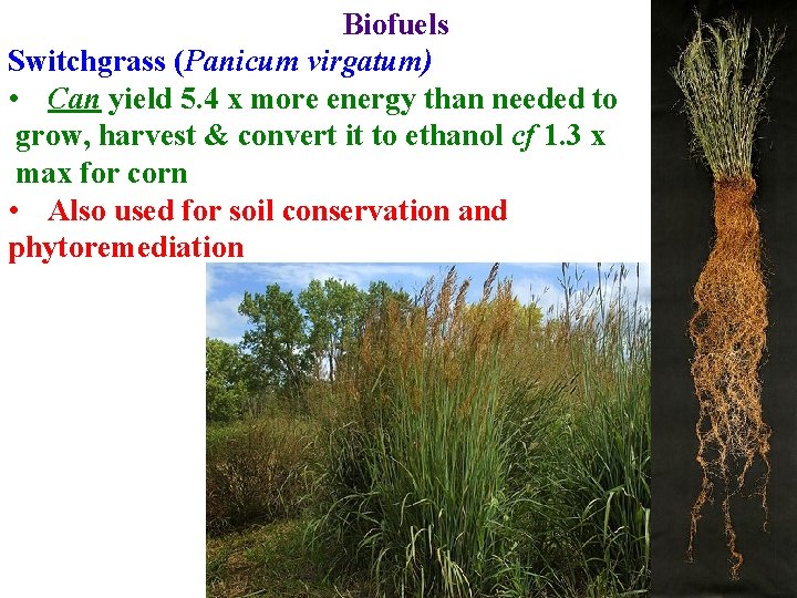 Biofuels Switchgrass (Panicum virgatum) • Can yield 5. 4 x more energy than needed