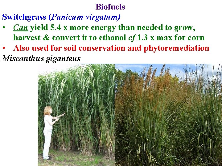 Biofuels Switchgrass (Panicum virgatum) • Can yield 5. 4 x more energy than needed