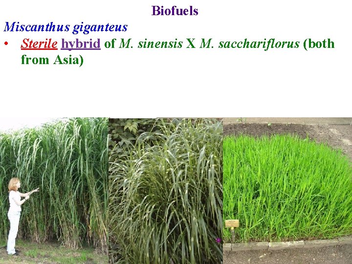 Biofuels Miscanthus giganteus • Sterile hybrid of M. sinensis X M. sacchariflorus (both from