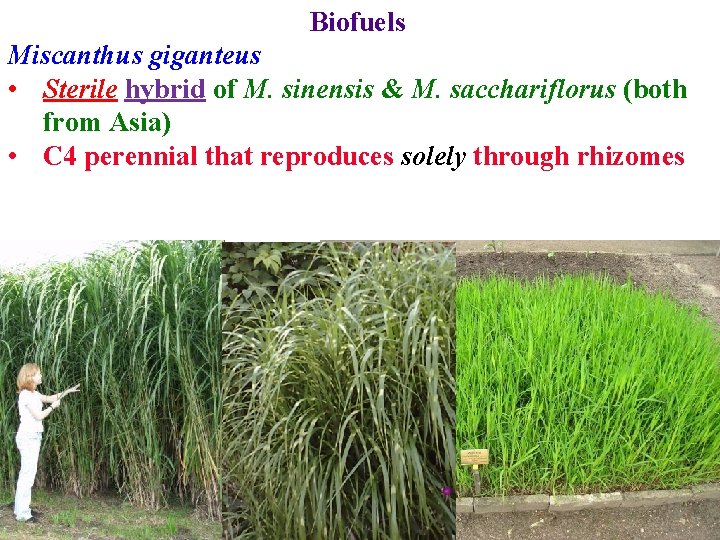 Biofuels Miscanthus giganteus • Sterile hybrid of M. sinensis & M. sacchariflorus (both from