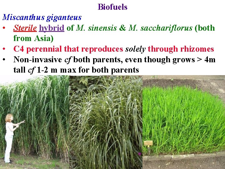 Biofuels Miscanthus giganteus • Sterile hybrid of M. sinensis & M. sacchariflorus (both from