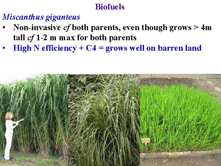 Biofuels Miscanthus giganteus • Non-invasive cf both parents, even though grows > 4 m