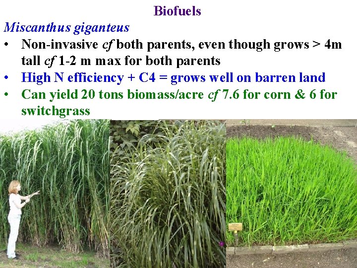Biofuels Miscanthus giganteus • Non-invasive cf both parents, even though grows > 4 m