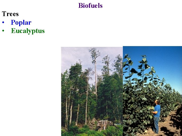 Biofuels Trees • Poplar • Eucalyptus 
