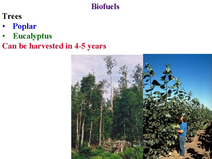 Biofuels Trees • Poplar • Eucalyptus Can be harvested in 4 -5 years 