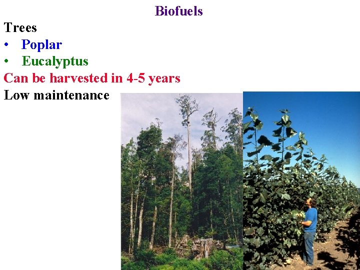 Biofuels Trees • Poplar • Eucalyptus Can be harvested in 4 -5 years Low