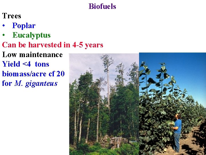 Biofuels Trees • Poplar • Eucalyptus Can be harvested in 4 -5 years Low