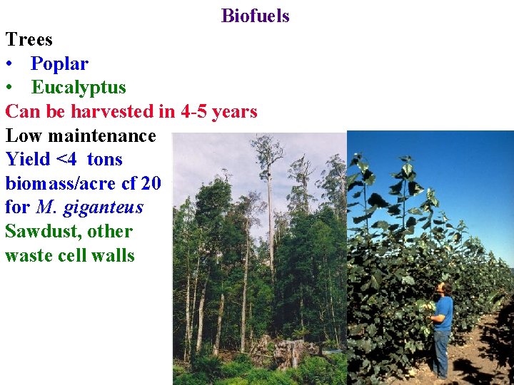 Biofuels Trees • Poplar • Eucalyptus Can be harvested in 4 -5 years Low