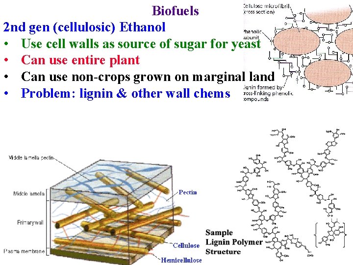 Biofuels 2 nd gen (cellulosic) Ethanol • Use cell walls as source of sugar