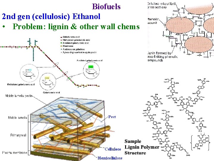 Biofuels 2 nd gen (cellulosic) Ethanol • Problem: lignin & other wall chems 