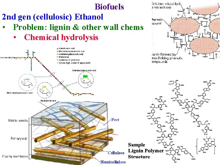 Biofuels 2 nd gen (cellulosic) Ethanol • Problem: lignin & other wall chems •