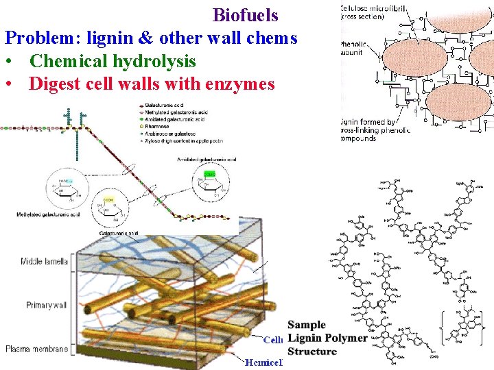 Biofuels Problem: lignin & other wall chems • Chemical hydrolysis • Digest cell walls