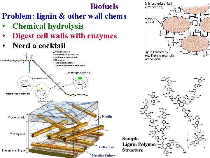 Biofuels Problem: lignin & other wall chems • Chemical hydrolysis • Digest cell walls