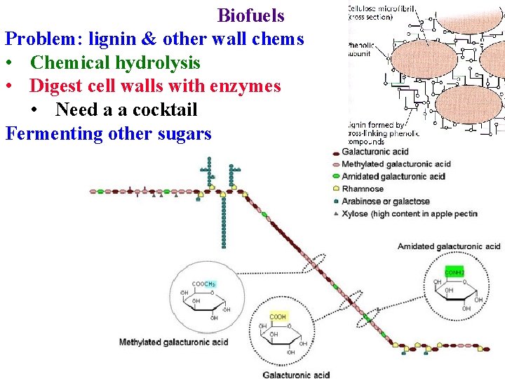 Biofuels Problem: lignin & other wall chems • Chemical hydrolysis • Digest cell walls