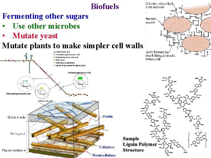 Biofuels Fermenting other sugars • Use other microbes • Mutate yeast Mutate plants to
