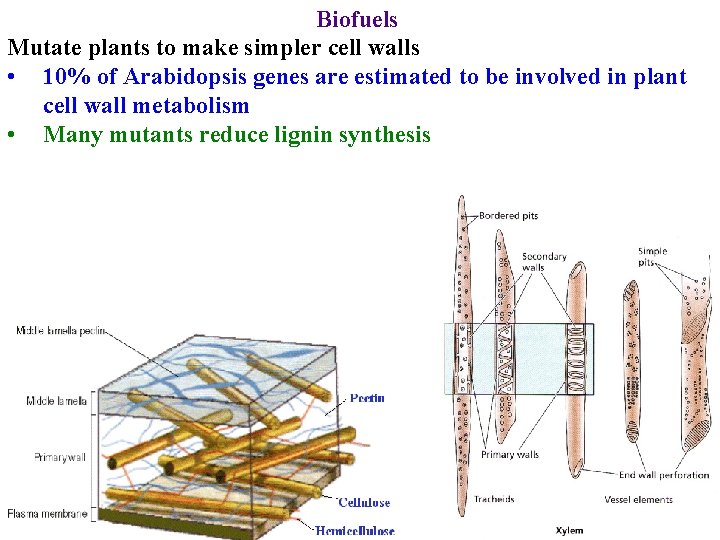 Biofuels Mutate plants to make simpler cell walls • 10% of Arabidopsis genes are