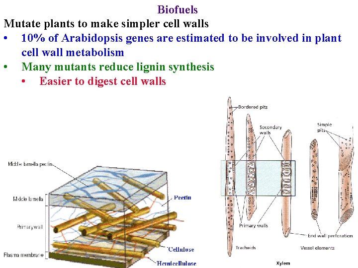 Biofuels Mutate plants to make simpler cell walls • 10% of Arabidopsis genes are