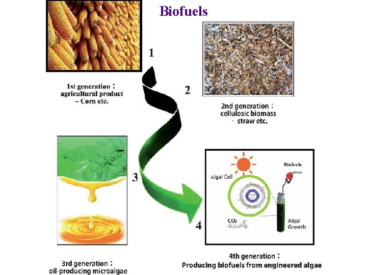Biofuels 