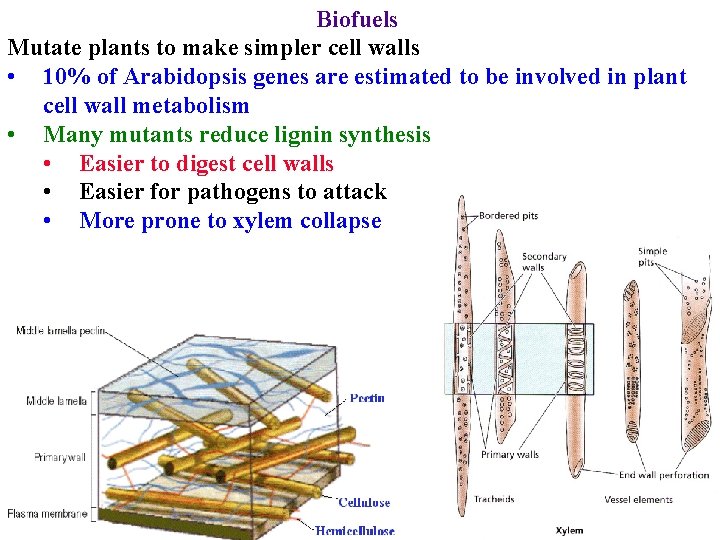 Biofuels Mutate plants to make simpler cell walls • 10% of Arabidopsis genes are