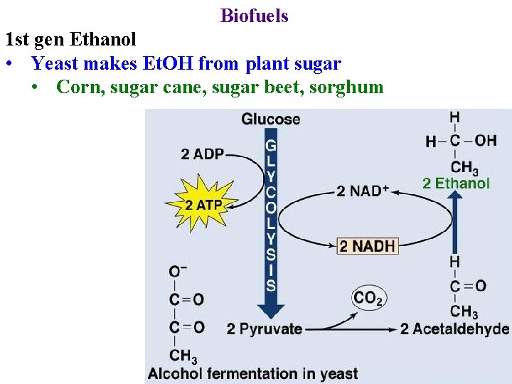 Biofuels 1 st gen Ethanol • Yeast makes Et. OH from plant sugar •