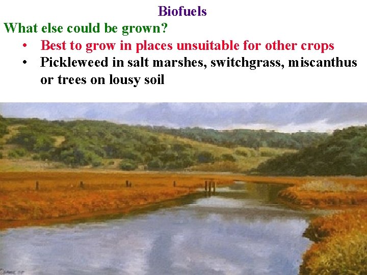Biofuels What else could be grown? • Best to grow in places unsuitable for