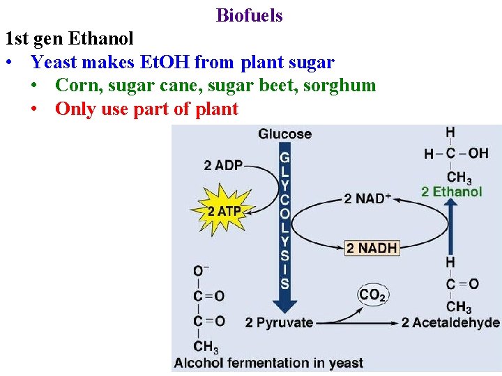 Biofuels 1 st gen Ethanol • Yeast makes Et. OH from plant sugar •