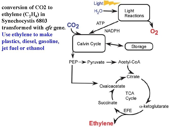 conversion of CO 2 to ethylene (C 2 H 4) in Synechocystis 6803 transformed