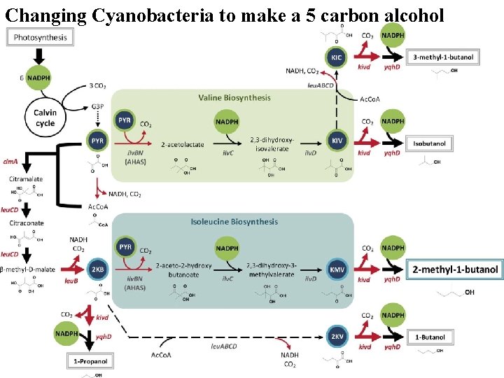 Changing Cyanobacteria to make a 5 carbon alcohol 