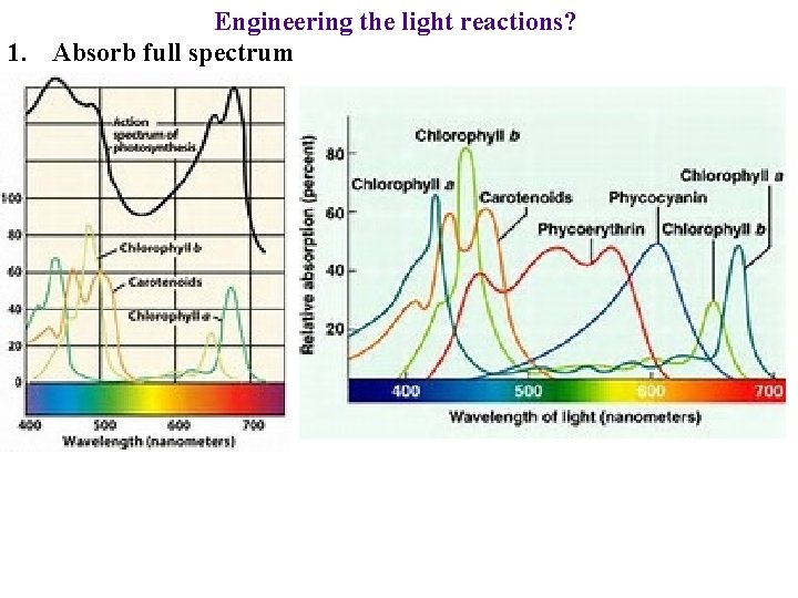 Engineering the light reactions? 1. Absorb full spectrum 