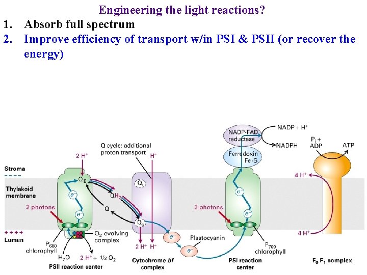 Engineering the light reactions? 1. Absorb full spectrum 2. Improve efficiency of transport w/in