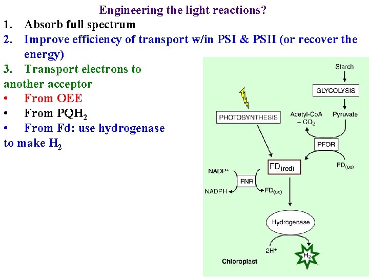 Engineering the light reactions? 1. Absorb full spectrum 2. Improve efficiency of transport w/in