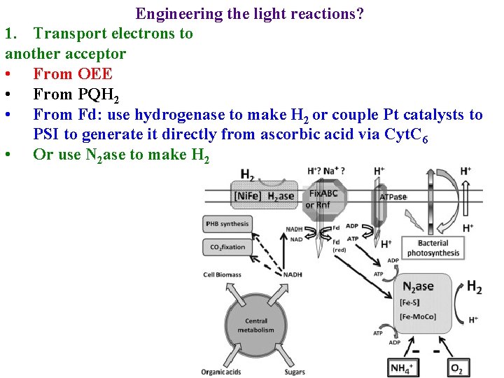 Engineering the light reactions? 1. Transport electrons to another acceptor • From OEE •