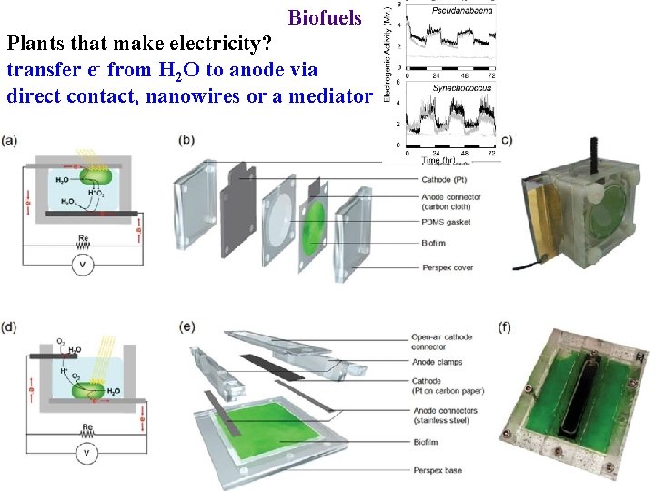 Biofuels Plants that make electricity? transfer e- from H 2 O to anode via