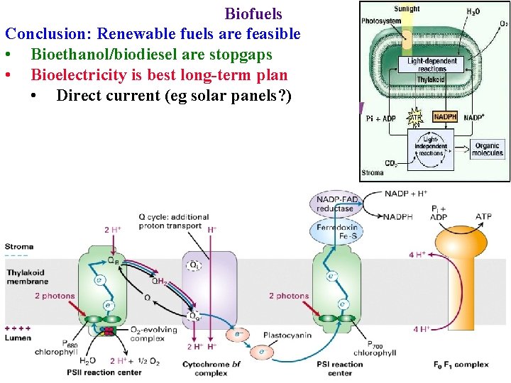 Biofuels Conclusion: Renewable fuels are feasible • Bioethanol/biodiesel are stopgaps • Bioelectricity is best