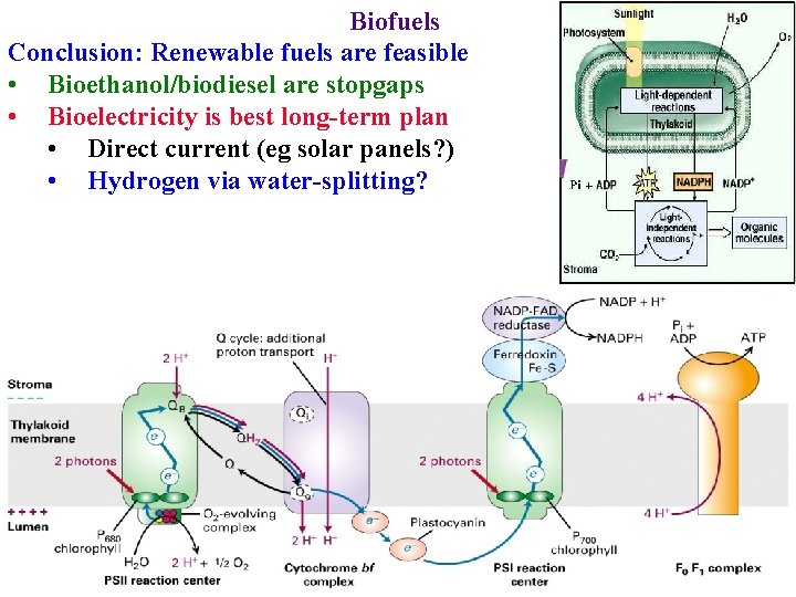 Biofuels Conclusion: Renewable fuels are feasible • Bioethanol/biodiesel are stopgaps • Bioelectricity is best