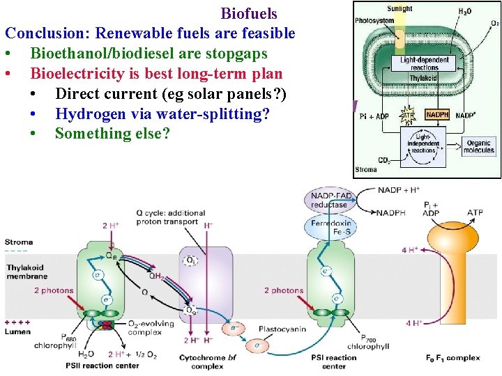 Biofuels Conclusion: Renewable fuels are feasible • Bioethanol/biodiesel are stopgaps • Bioelectricity is best