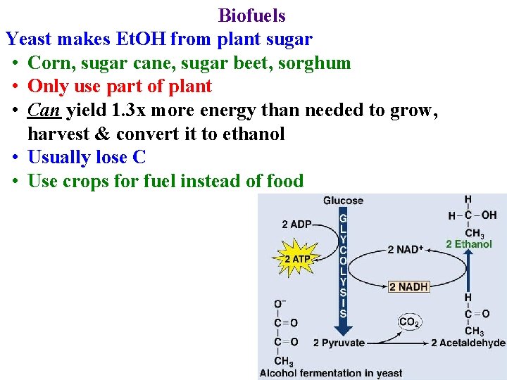 Biofuels Yeast makes Et. OH from plant sugar • Corn, sugar cane, sugar beet,