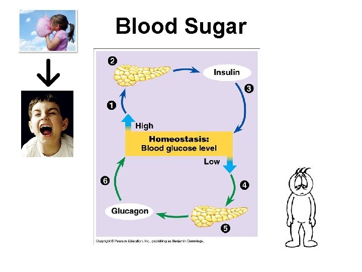 Blood Sugar 