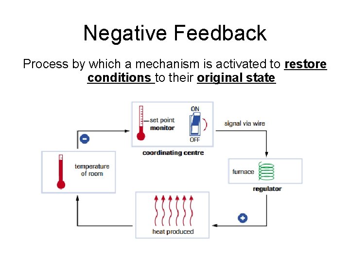 Negative Feedback Process by which a mechanism is activated to restore conditions to their