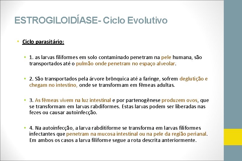 ESTROGILOIDÍASE- Ciclo Evolutivo • Ciclo parasitário: • 1. as larvas filiformes em solo contaminado